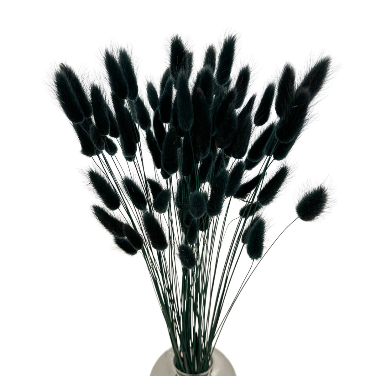 Lagurus Suszony Nero - Dmuszek Jajowaty 70 szt.