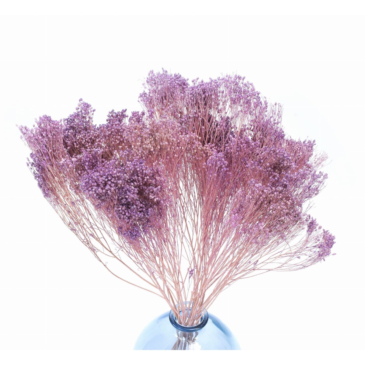Broom Bloom - Suszony Żarnowiec Jasnofioletowy