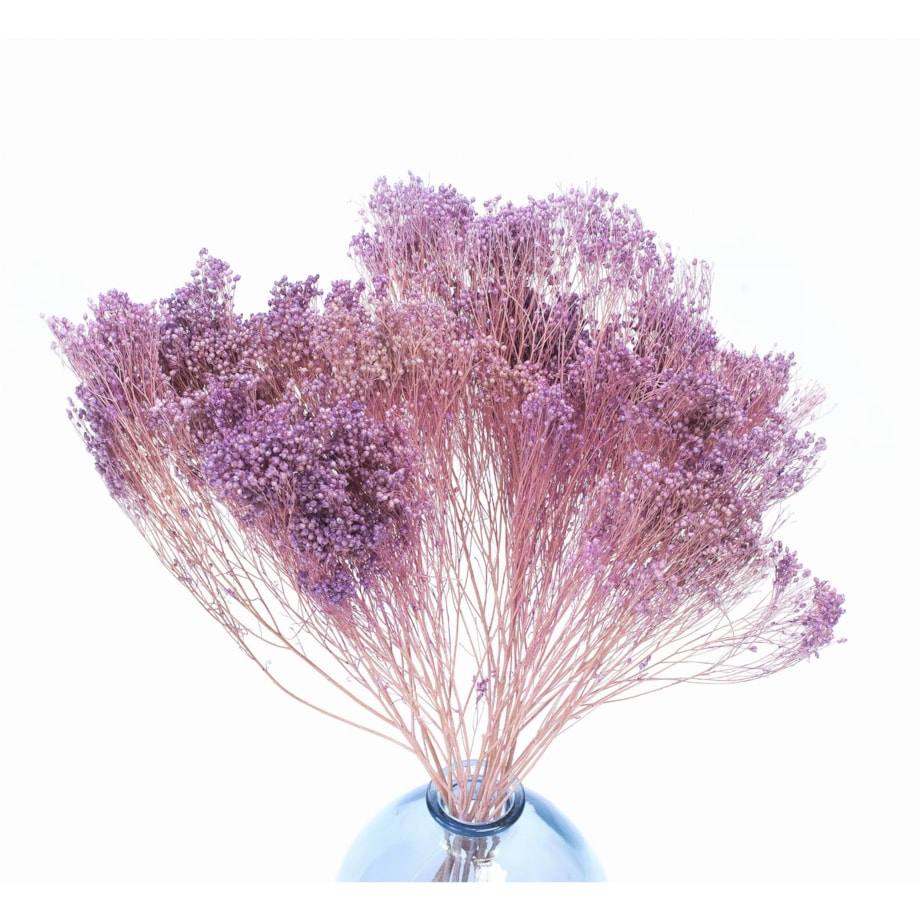 Broom Bloom - Suszony Żarnowiec Jasnofioletowy