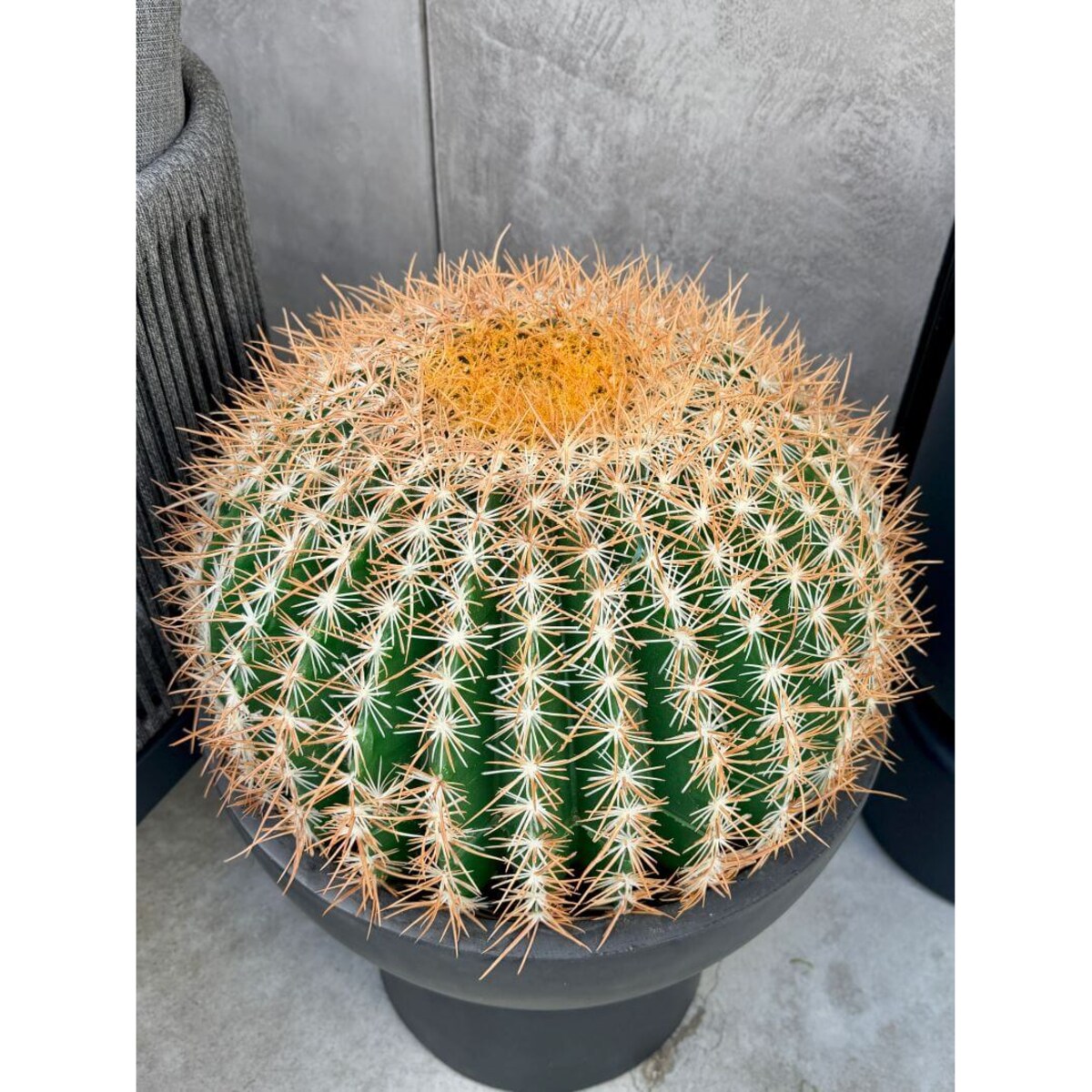 ZESTAW KAKTUSÓW KULISTYCH 25 I 45 CM