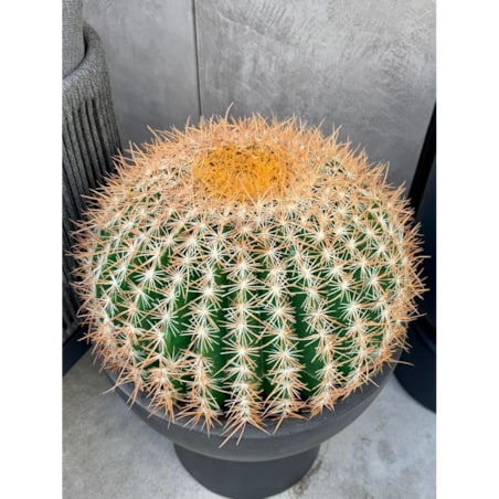 Zestaw kaktusów kulistych 25 i 45 cm Monnarita