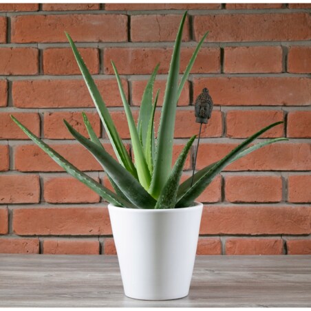 DONICA SOFIA ceramiczna biała śr. 19cm