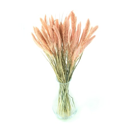 Suszona Setaria Jasnoróżowa