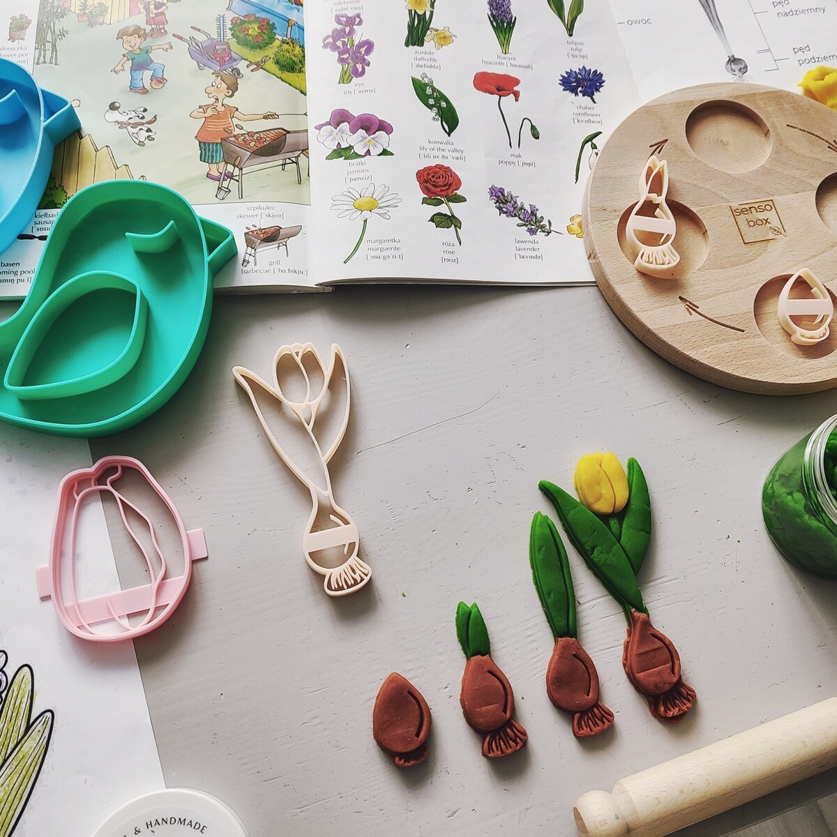 Foremki sensoryczne – Cykl Rozwoju Tulipana