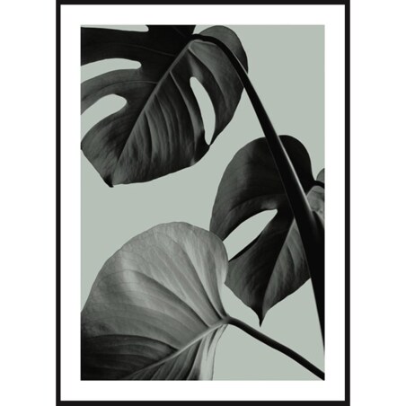 Poster Story, Plakat, Obraz - Monstera na Zielonym Tle No1, wymiary 70 x 100 cm
