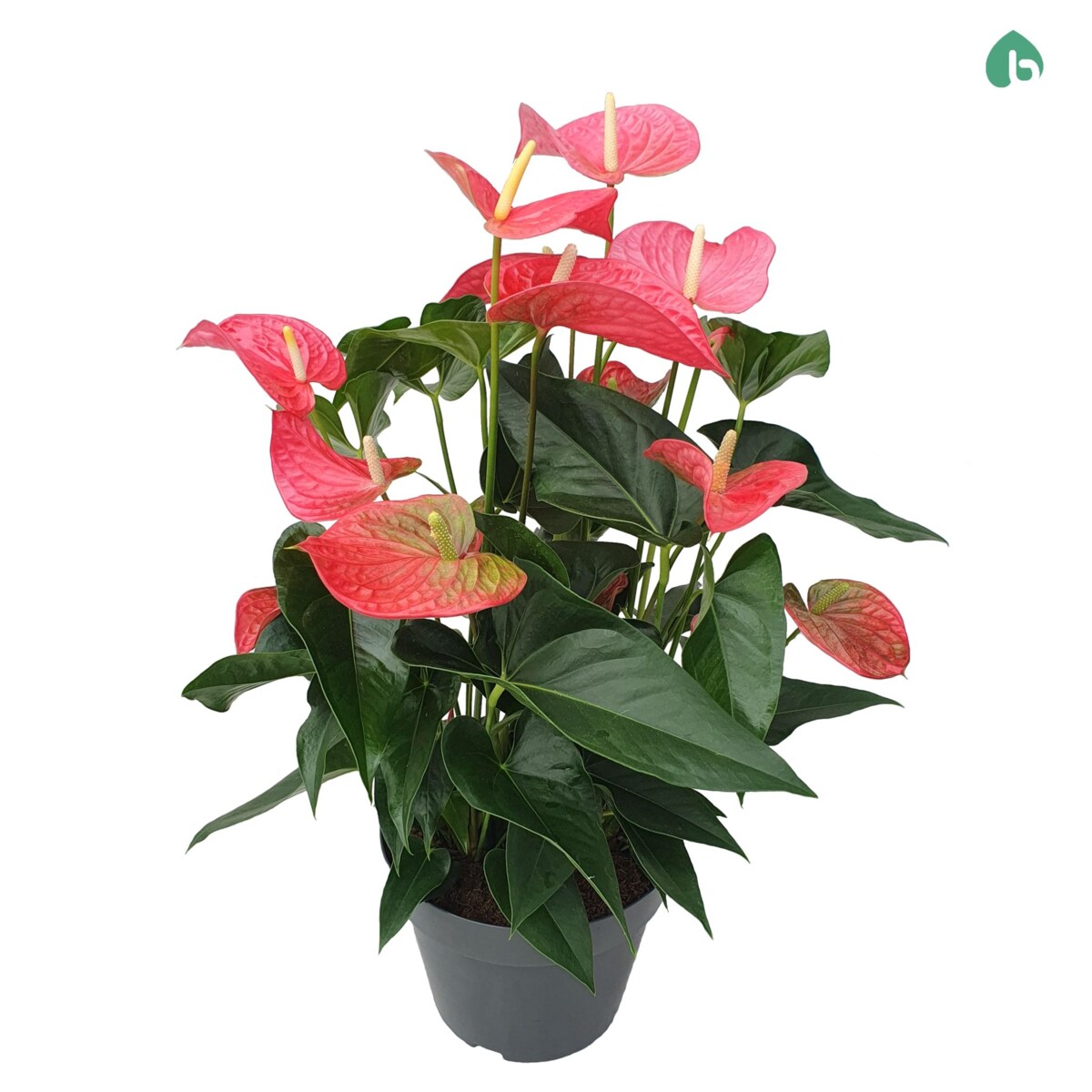 Anthurium Maine XXL Różowy kwiat-doniczka Ø 24cm wysokość 80cm