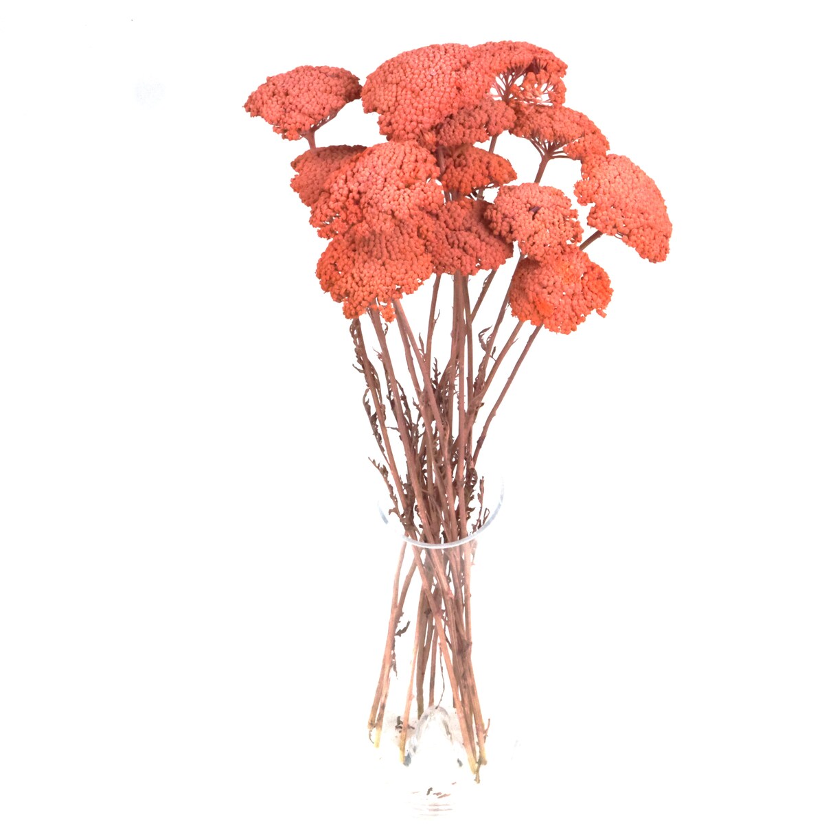 Krwawnik suszony brzoskwiniowy (Achillea)