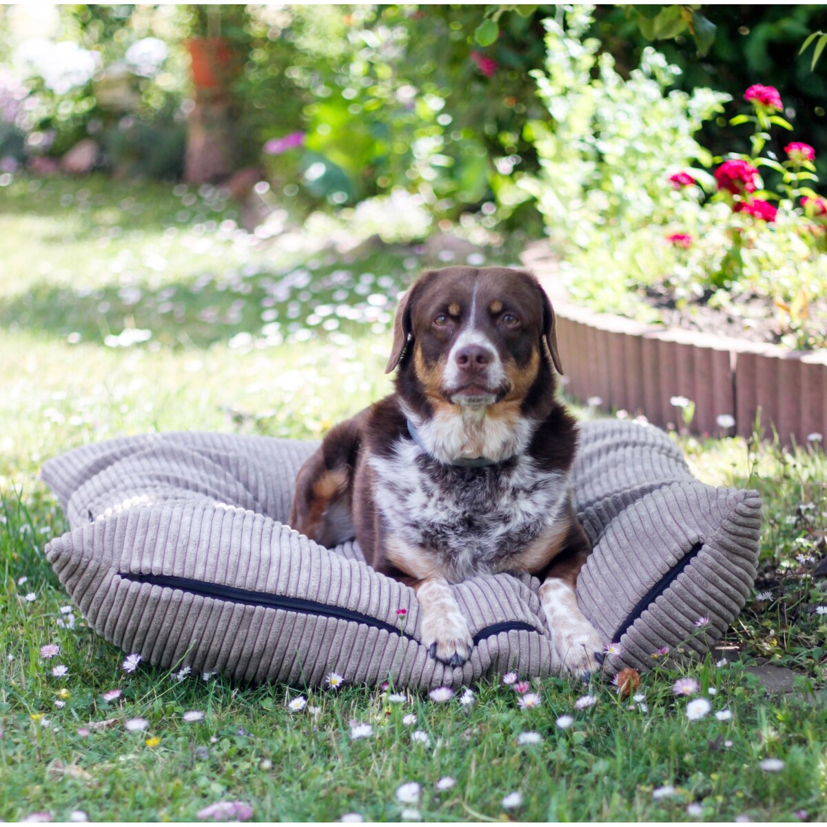 Poduszka dla psa ze sztruksu MOLLY, 100x80 cm, Beż