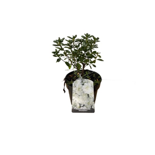 Azalia japońska-Azalea-Schneeperle Doniczka Ø 15 cm – Wysokość ok. 35 cm