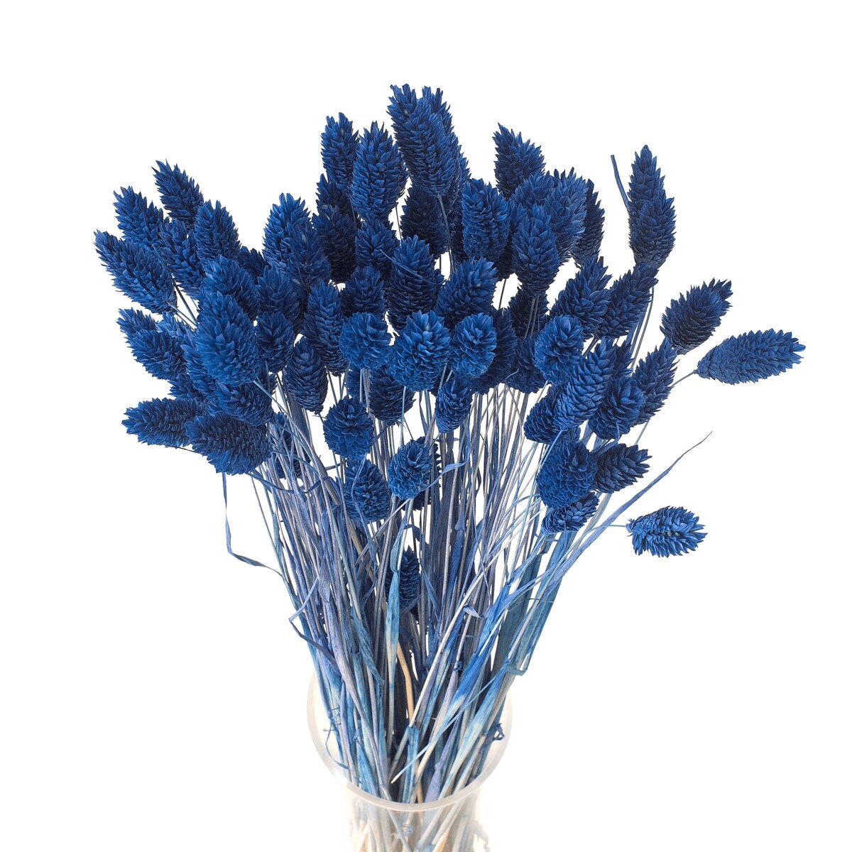 Phalaris Suszony Granatowy