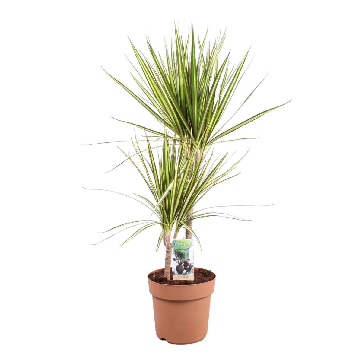Dracaena Sunray XXL doniczka 21cm wysokość 90cm