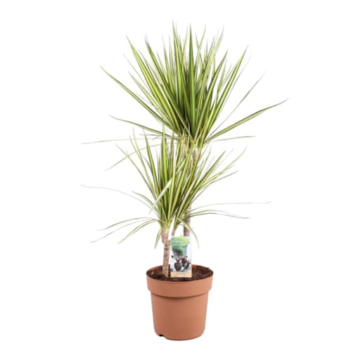 Dracaena Sunray XXL doniczka 21cm wysokość 90cm