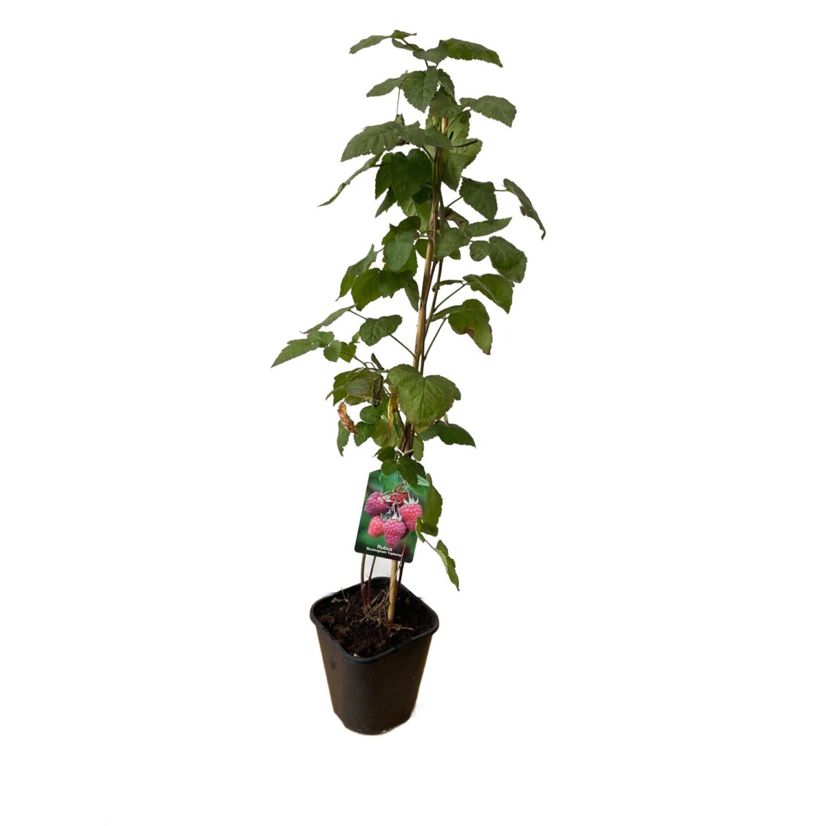 Jeżynomalina-Rubus Buck. Tayberry Doniczka Ø 17 cm – Wysokość ok. 90 cm