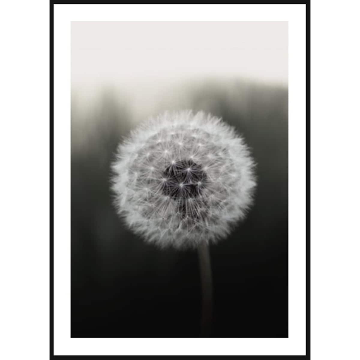 Poster Story, Plakat, Obraz - Dmuchawiec na Czarnym Tle, wymiary 42 x 60 cm