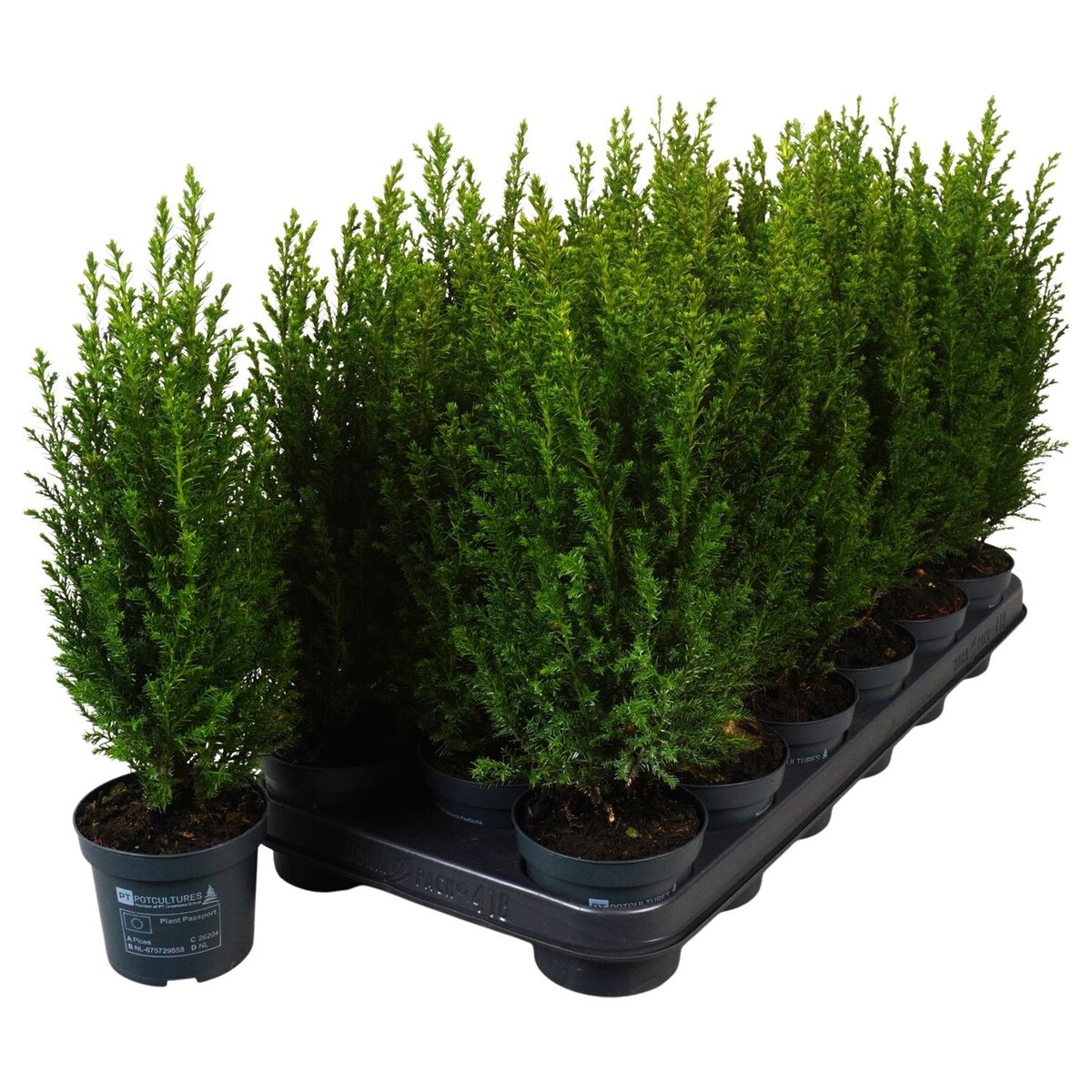 Chamaecyparis Ellwoodii | Cyprysik Doniczka Ø9 cm | Wysokość ok. 30 cm