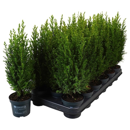 Chamaecyparis Ellwoodii | Cyprysik Doniczka Ø9 cm | Wysokość ok. 30 cm