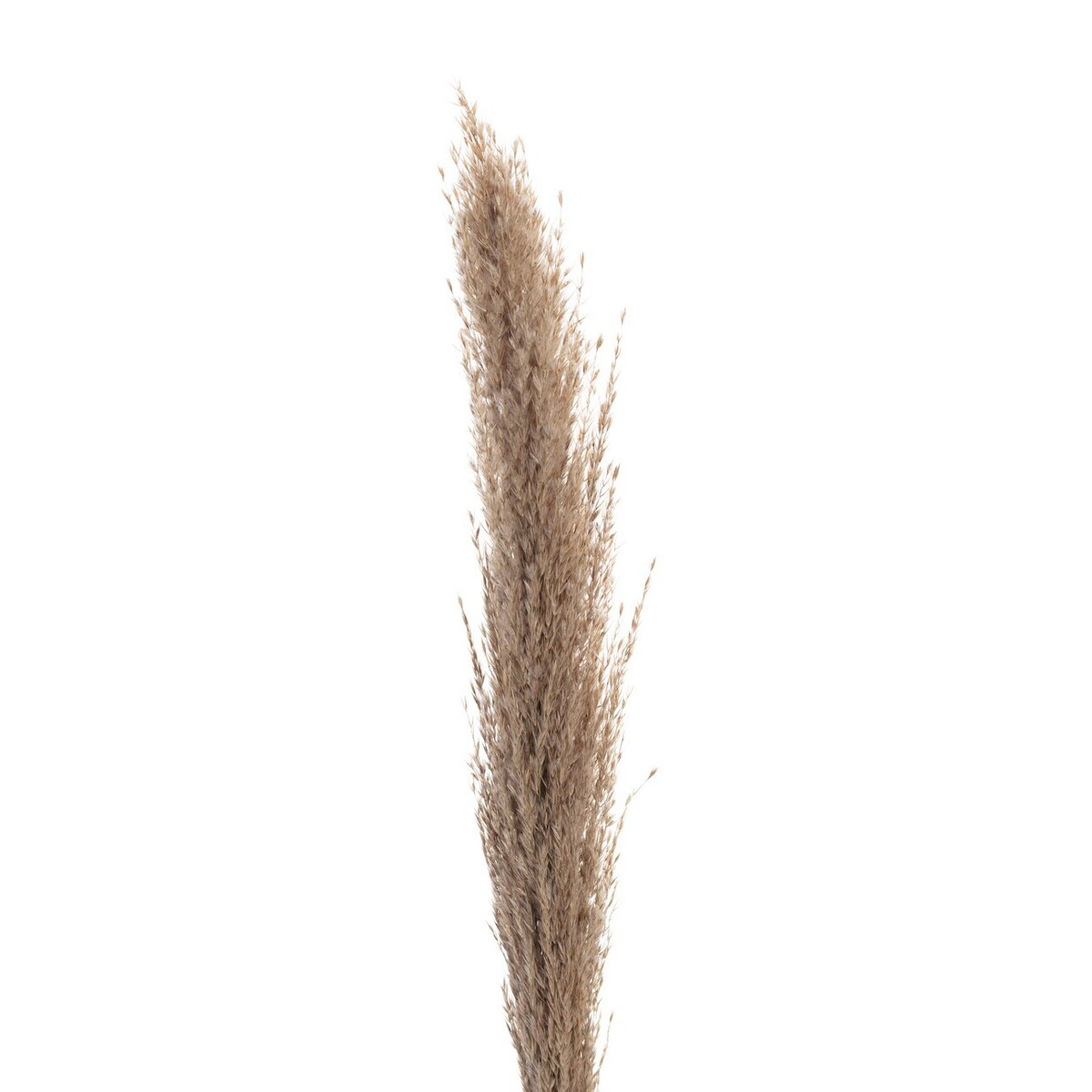 Gałązka Pampas Grass 130cm, 130 cm