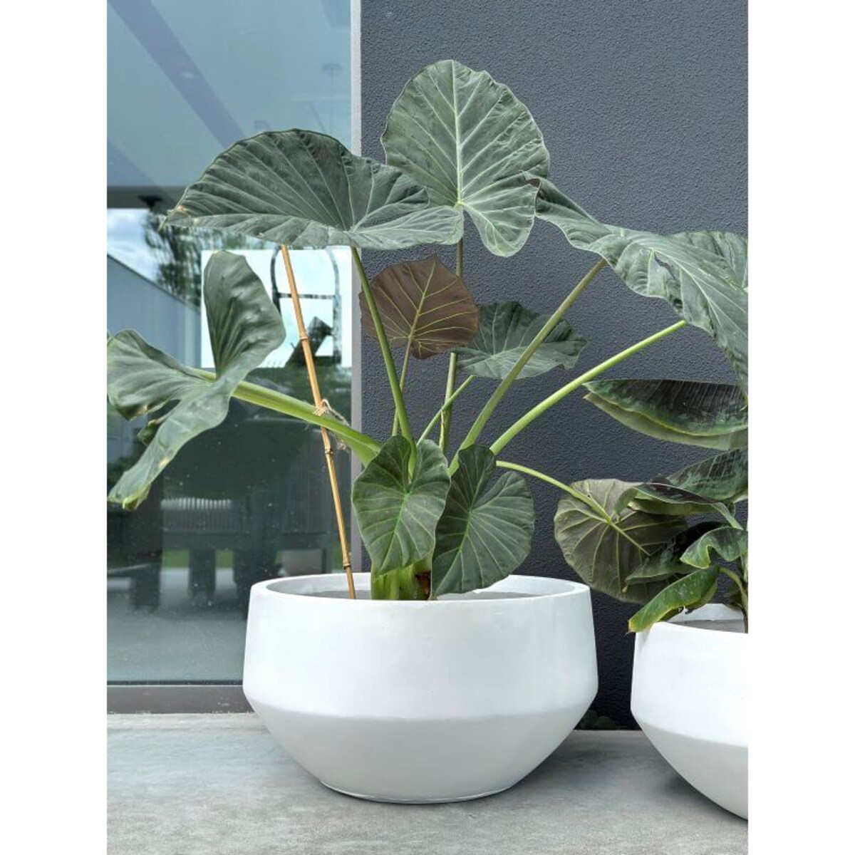 DONICZKA AMANDO BIAŁA S