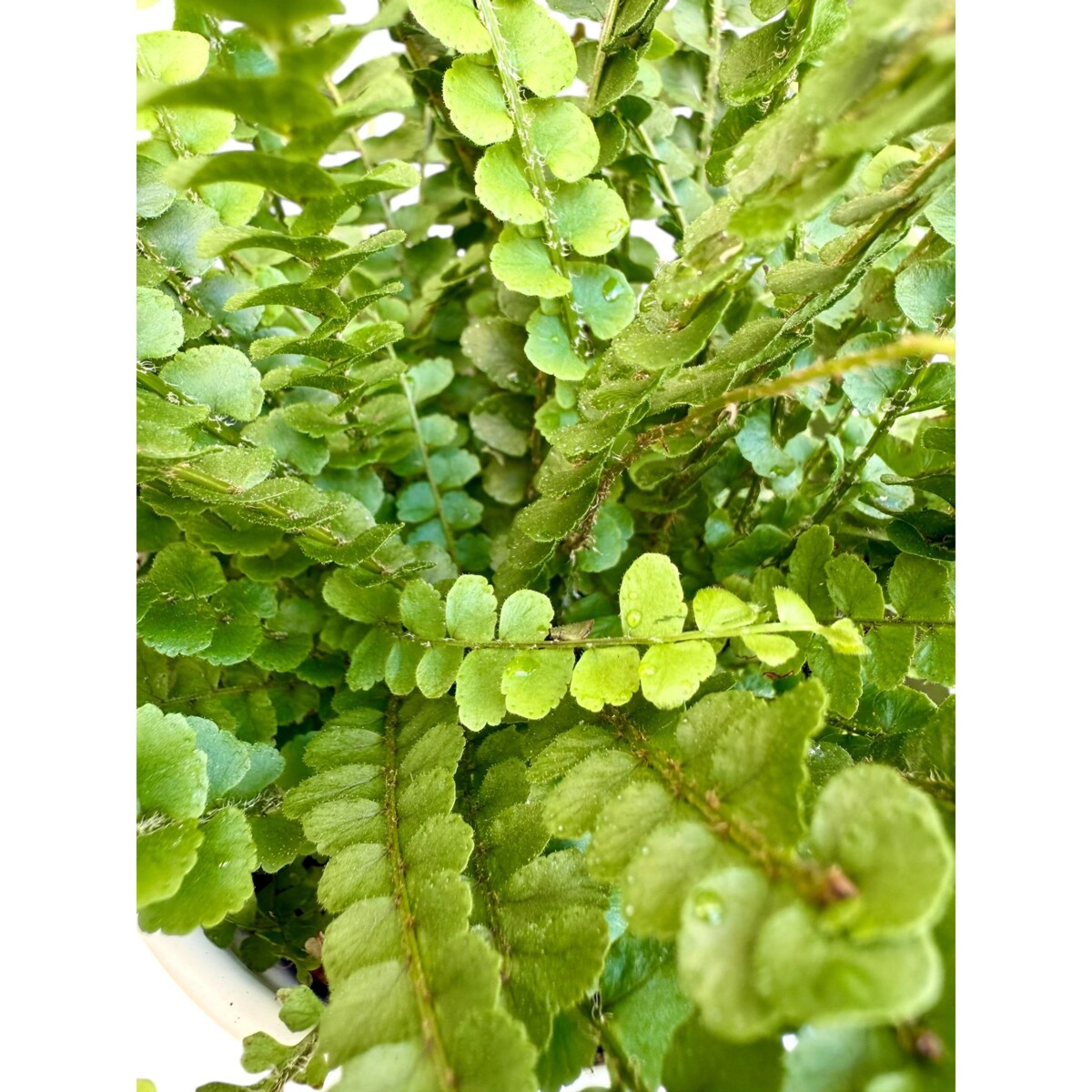 Paproć Nephrolepis w ceramicznej doniczce – Ø 13 cm – wysokość 45 cm