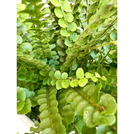 Paproć Nephrolepis w ceramicznej doniczce – Ø 13 cm – wysokość 45 cm