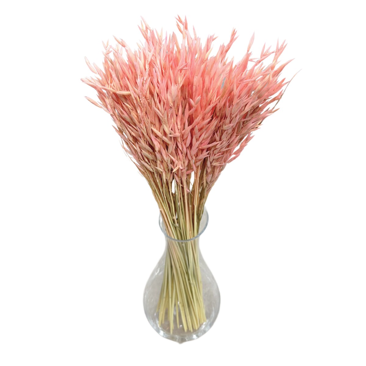 Suszony owies jasnoróżowy - bukiet suszonego zboża 50szt.