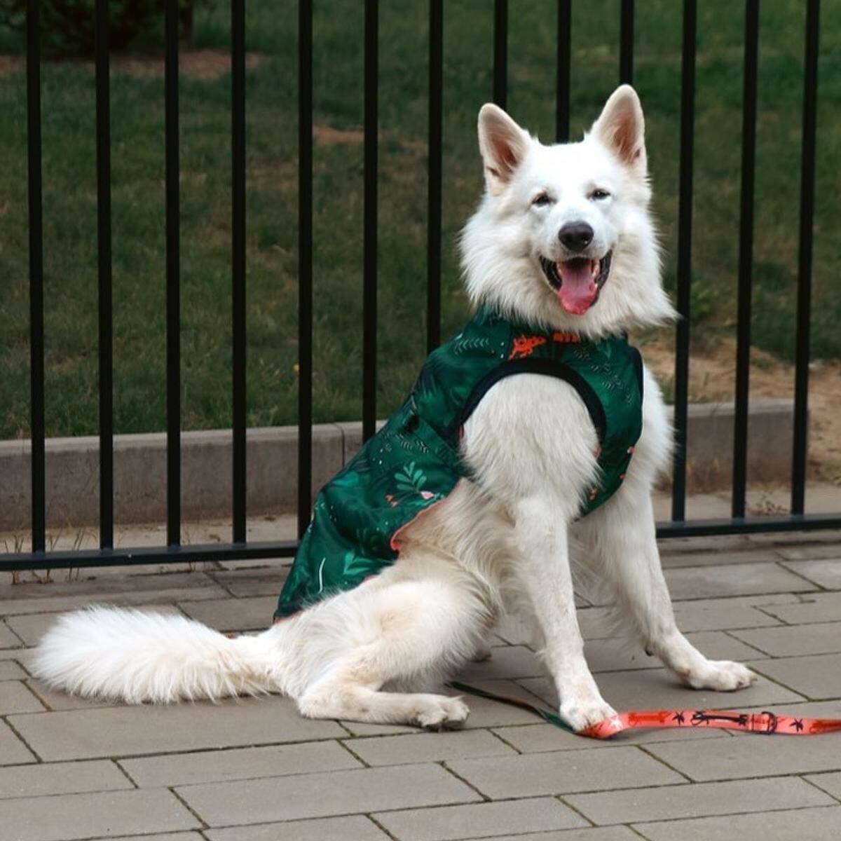 Kurtka dla psa "Welcome to the jungle" - Rozmiar: M