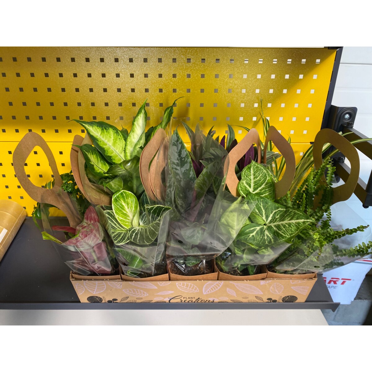 Mix 2 losowych roślin z Eco Tas gratis – doniczka Ø 12 cm – wysokość 40 cm