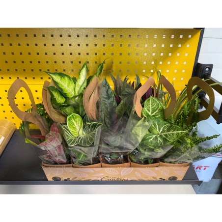 Mix 2 losowych roślin z Eco Tas gratis – doniczka Ø 12 cm – wysokość 40 cm