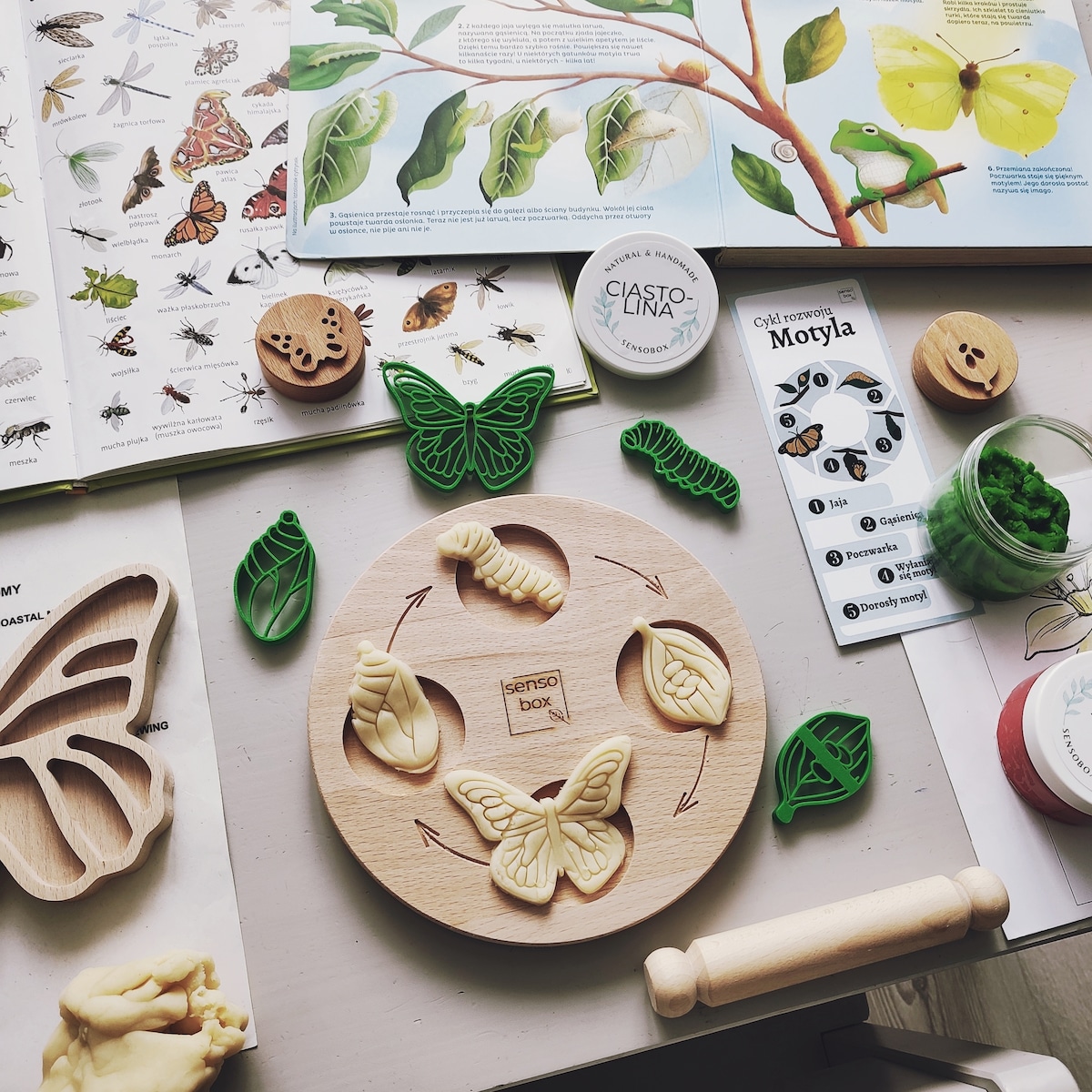 Foremki sensoryczne – Cykl Życia Motyla