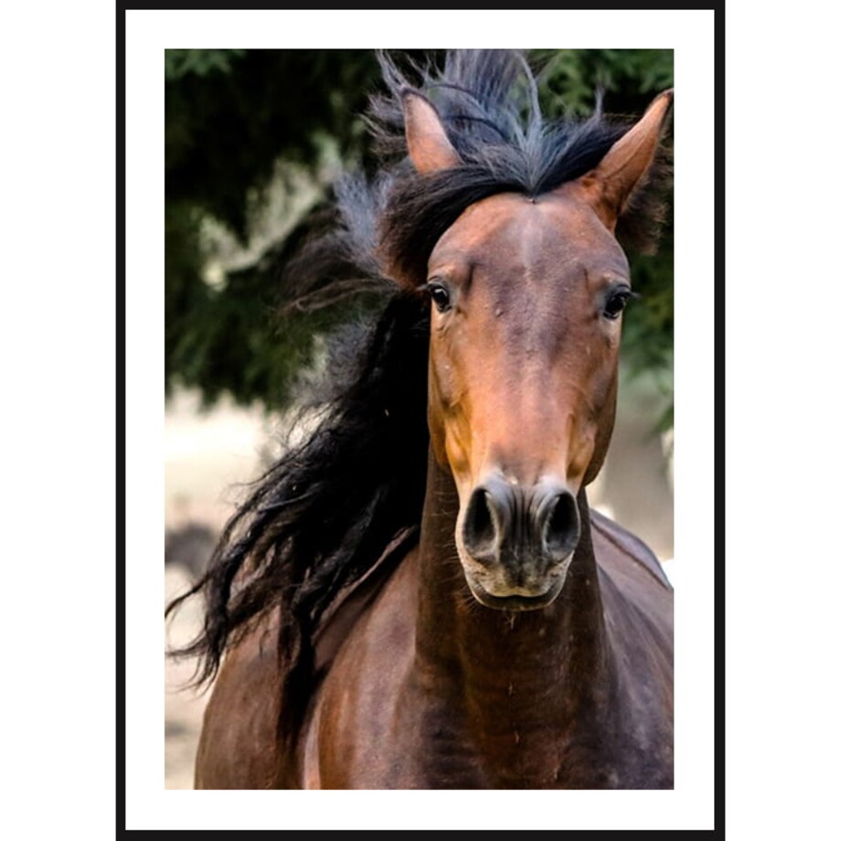 Poster Story, Plakat, Obraz - Portret Konia, wymiary 50 x 70 cm