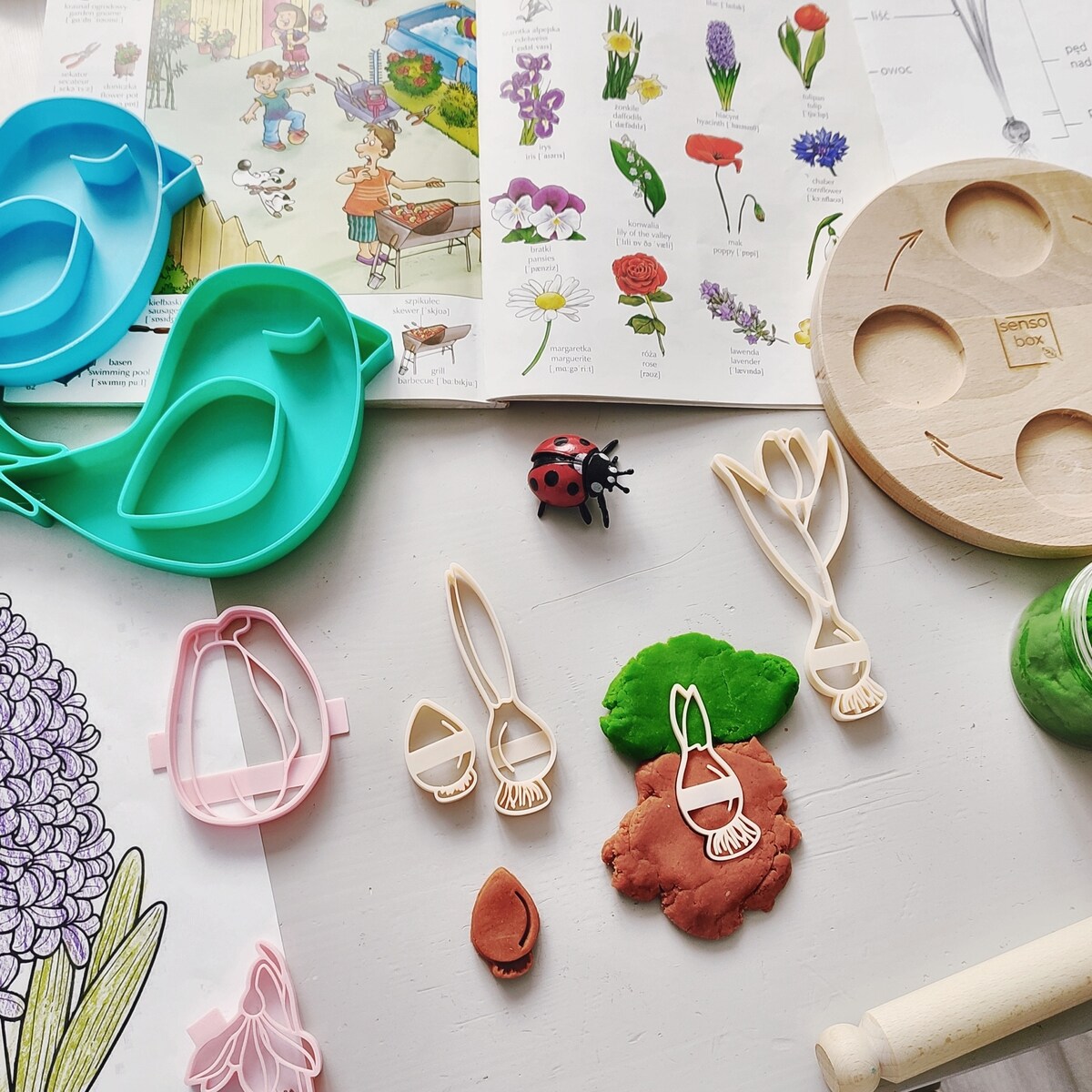 Foremki sensoryczne – Cykl Rozwoju Tulipana