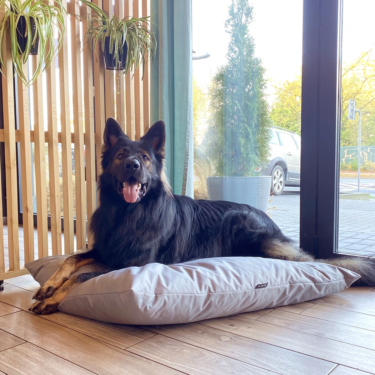 Wodoodporna poduszka dla psa ZOE, 60x50 cm, Szary