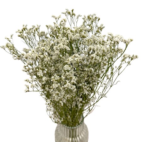 Suszone Limonium Białe