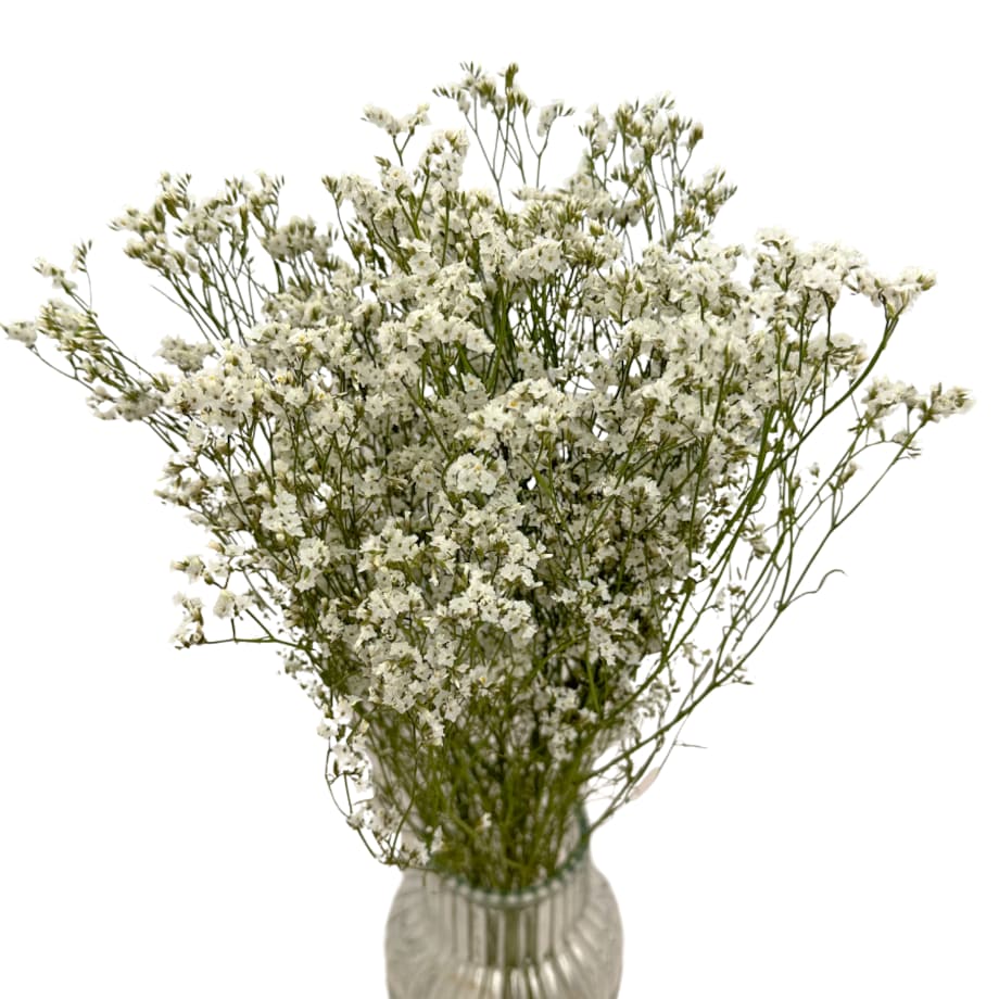 Suszone Limonium Białe