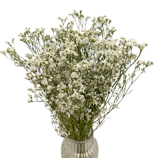 Suszone Limonium Białe