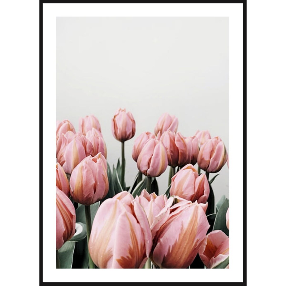 Poster Story, Plakat, Obraz - Różowe Tulipany na Szarym Tle, wymiary 21 x 30 cm