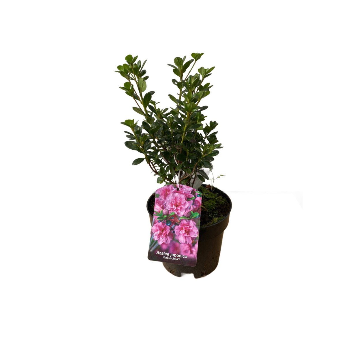 Azalia japońska-Azalea jap. Babuschka Doniczka Ø 15 cm – Wysokość ok. 35 cm