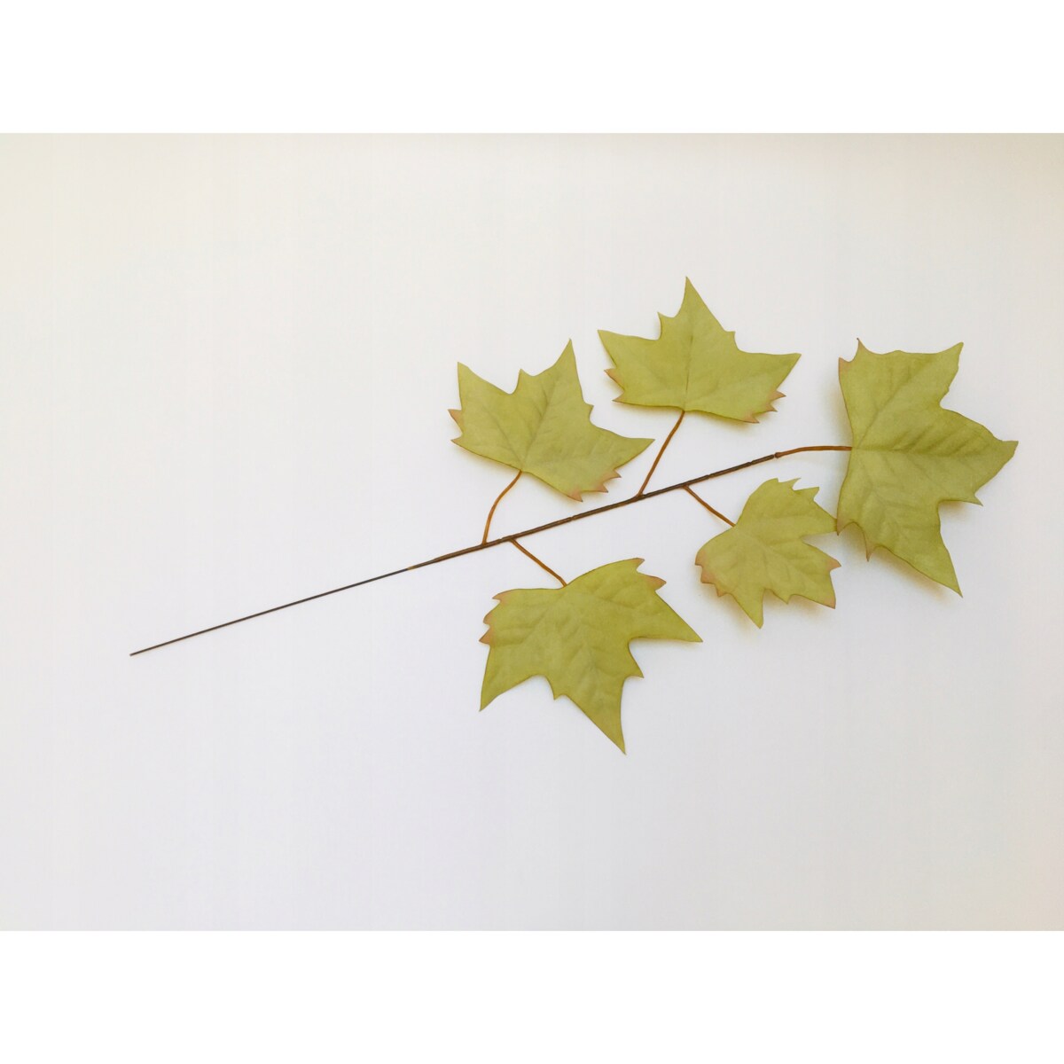 LIŚĆ PIK dodatek do bukietu stroika JASNY ZIELONY kompozycja gałązka klonu