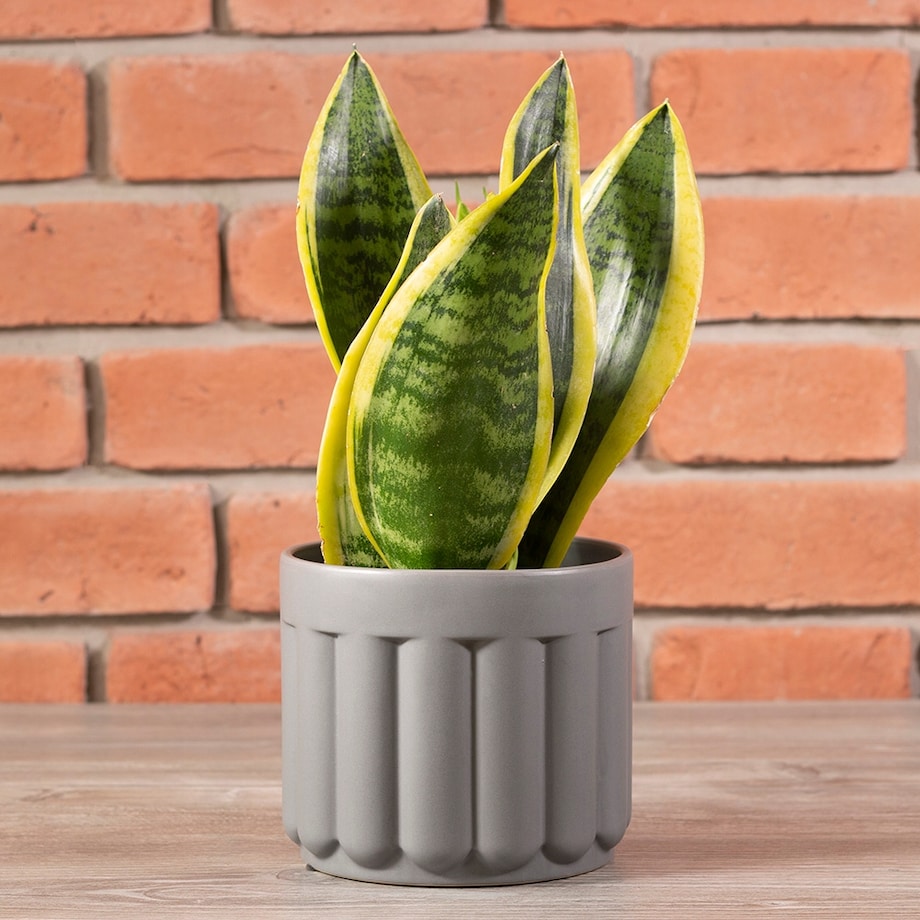 DONICA MOLLY ceramiczna szara śr. 15cm