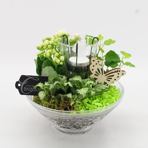 Kompozycja roślinna|Doniczka Ø 20 cm|Wysokość ok. 20 cm