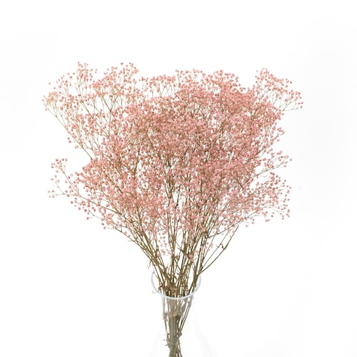 Stabilizowana gipsówka jasnoróżowa