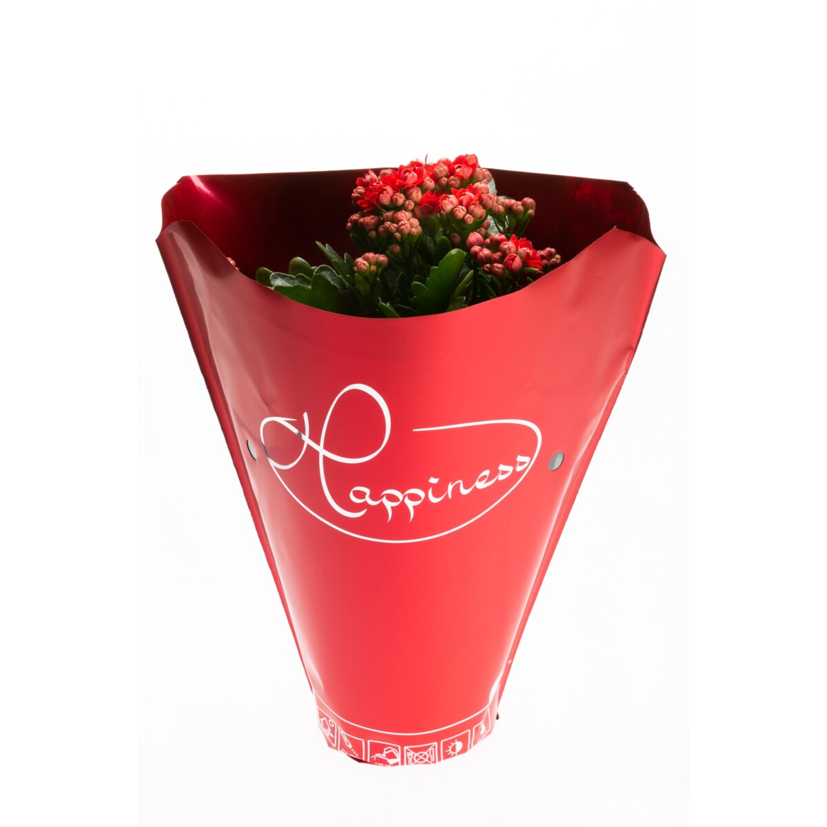 Kalanchoe blossfeldiana Happiness kolor czerwony Ø 12cm wysokość 24cm