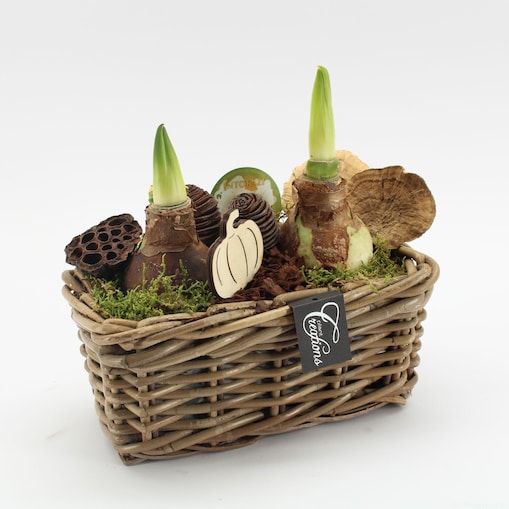 Kompozycja jesienna AMARYLLIS | Doniczka Ø27 cm | Wysokość ok. 30 cm