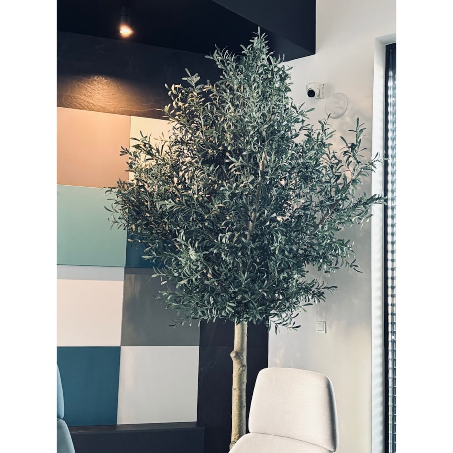 Oliwka 300cm na naturalnym pniu