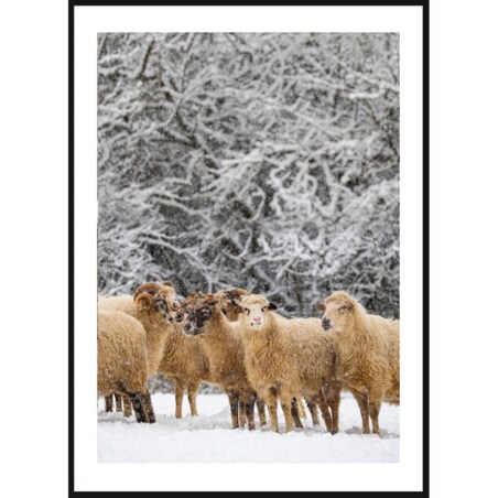 Poster Story, Plakat, Obraz - Owieczki w Płatkach Śniegu, wymiary 60 x 84 cm