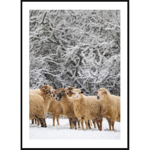 Poster Story, Plakat, Obraz - Owieczki w Płatkach Śniegu, wymiary 60 x 84 cm