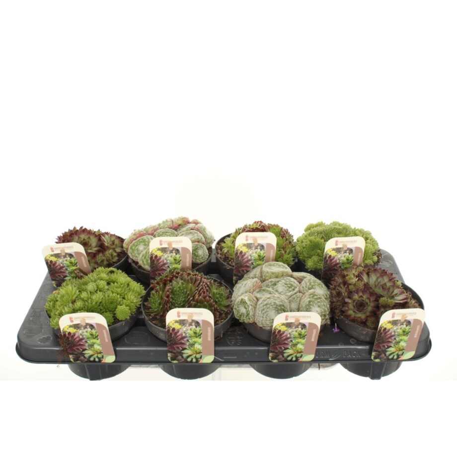 Zestaw 8 roślin ROJNIK| Sempervivum mix doniczka 13cm wysokość 15cm