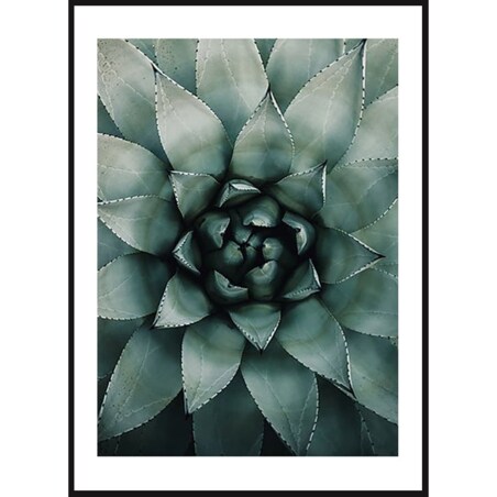 Poster Story, Plakat, Obraz - Sukulent w Zbliżeniu, wymiary 60 x 84 cm