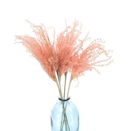 Miskant jasnoróżowy suszony 5 szt. - suszone trawy