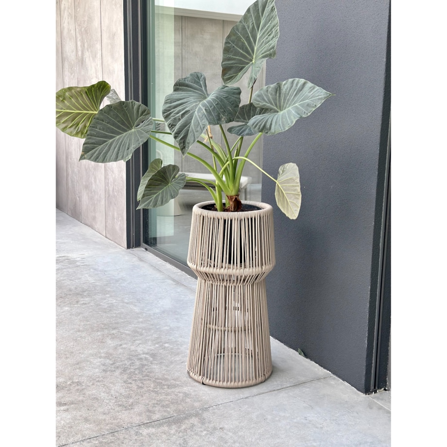 KWIETNIK TYZIANO SZAMPAŃSKI